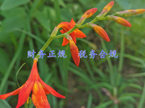 鄭州財(cái)務(wù)代辦服務(wù)主要有哪些方面